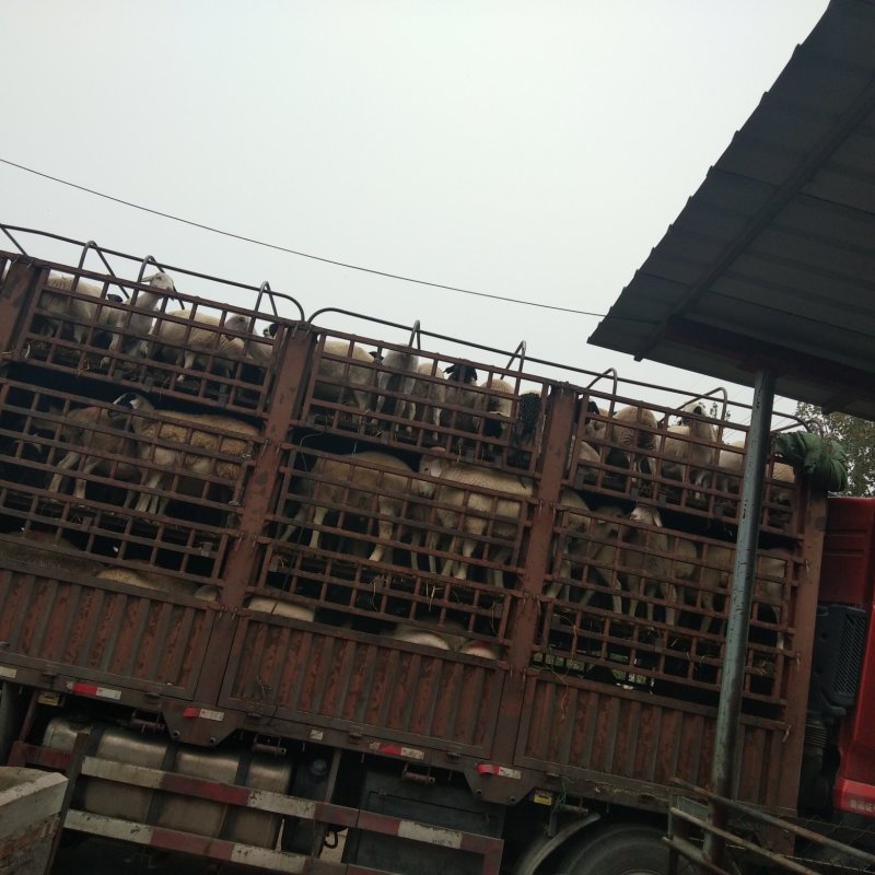 济宁长远养殖有限公司羊品种展示开始销售中