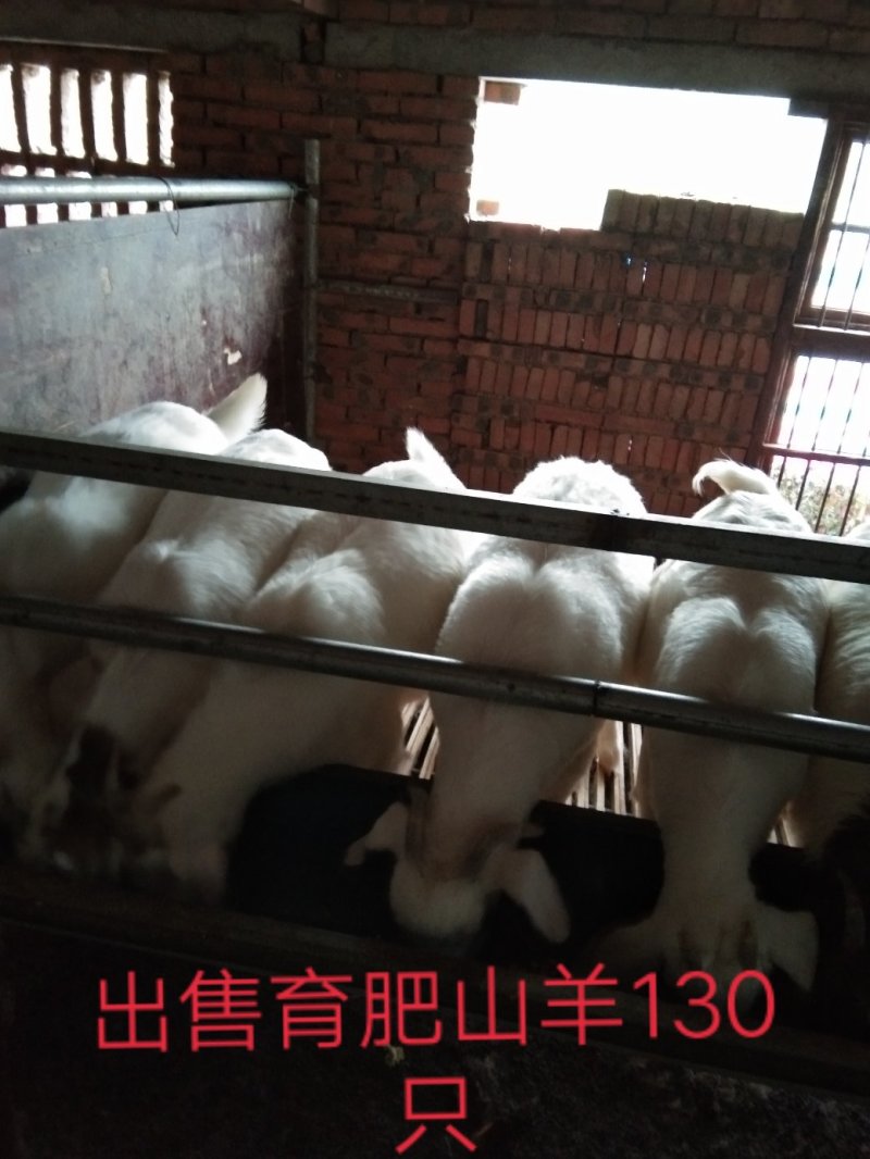 本羊场常年出售精品育肥山羊，湖羊，公母都有，量大从优！