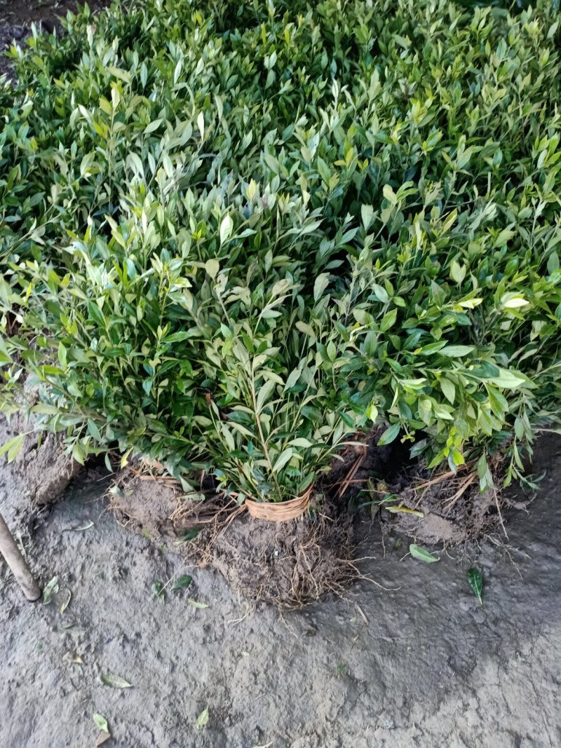 栀子花小叶栀子花大杯苗基地直销欢迎选购