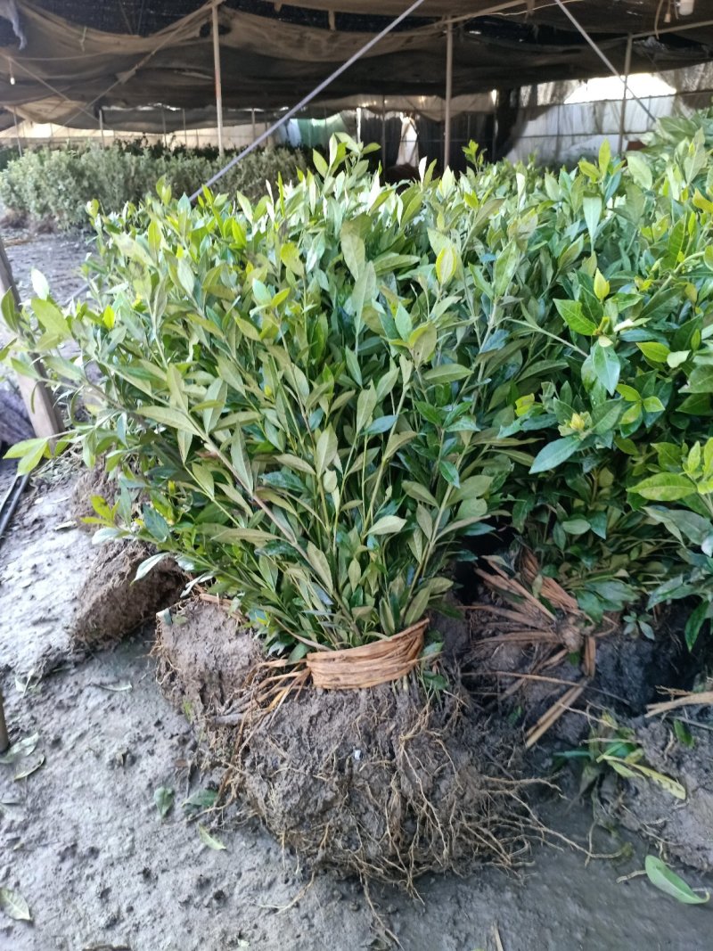 栀子花小叶栀子花大杯苗基地直销欢迎选购