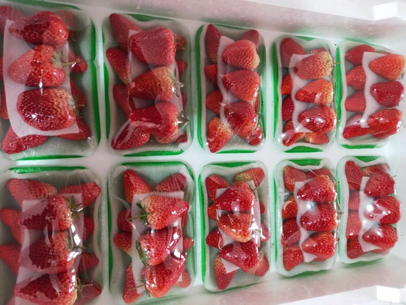 九九草莓现在大量上市