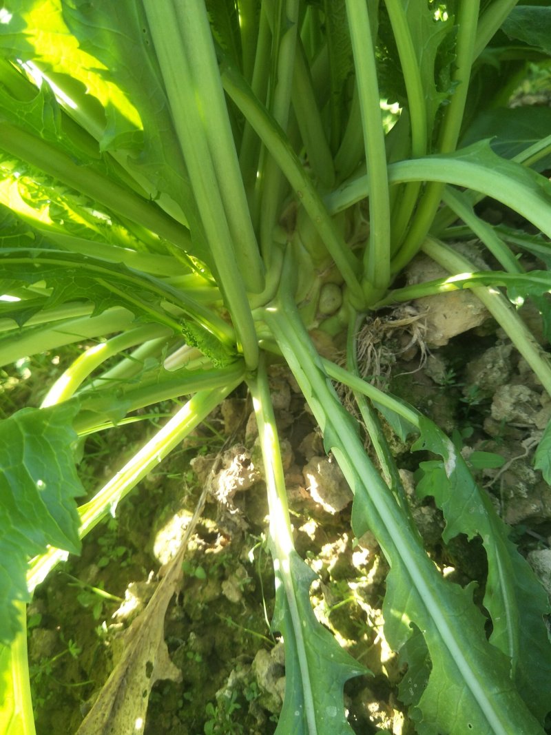 柳州鹿寨贺州融安头菜