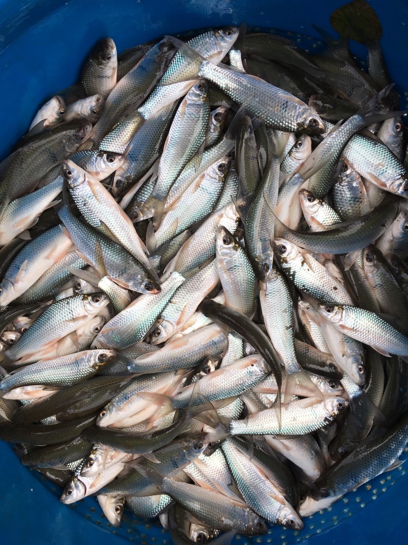 鲮鱼苗桂鱼饲料鱼，小规格鲮鱼，不是罐头鱼