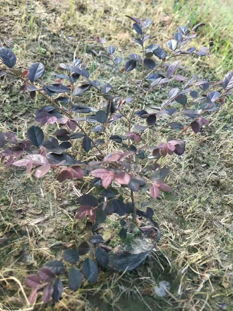 红花继木苗小杯苗大杯苗红花继木球基地直销