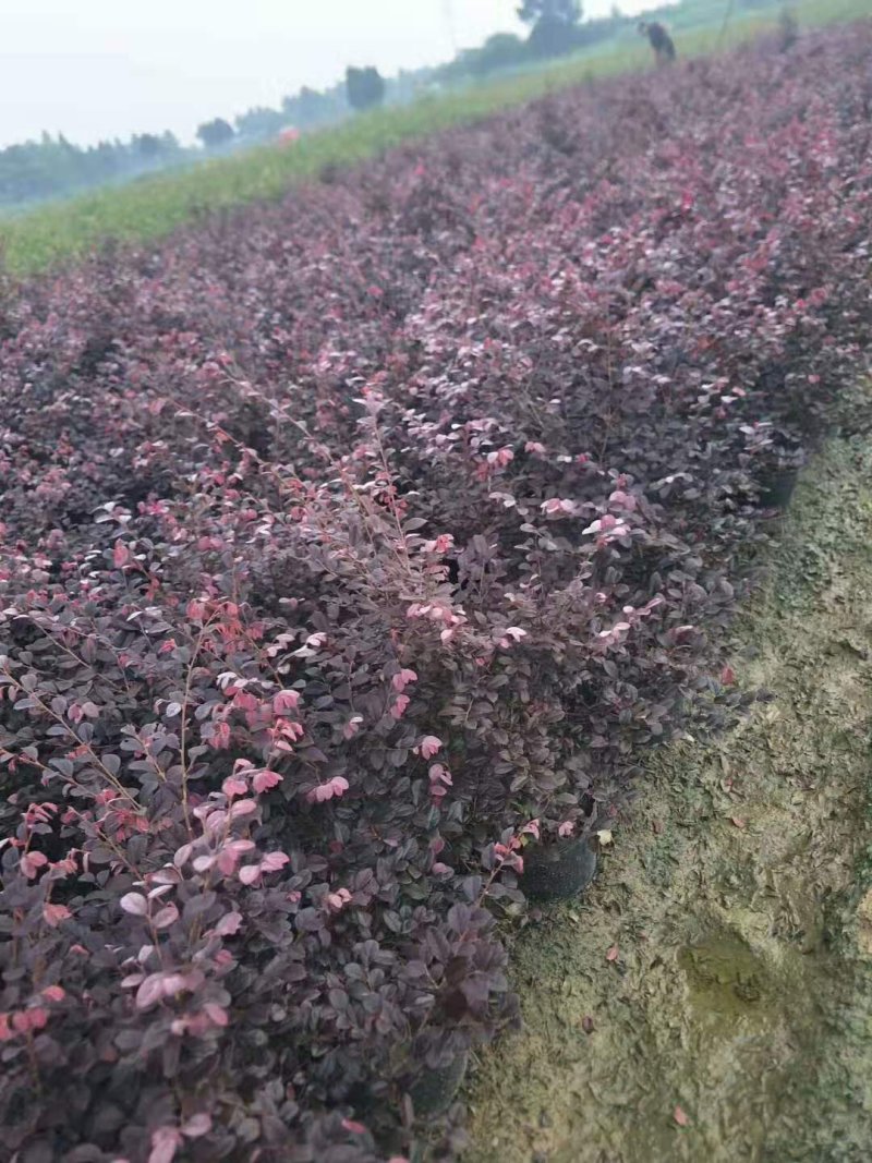 红花继木苗小杯苗大杯苗红花继木球基地直销