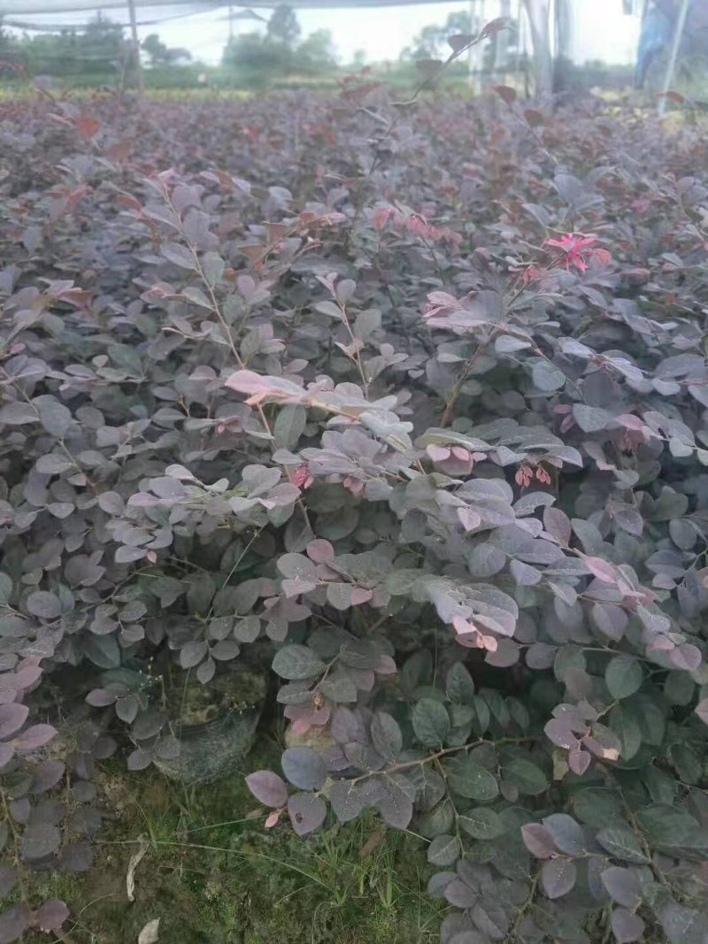 红花继木苗小杯苗大杯苗红花继木球基地直销
