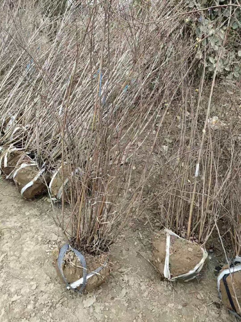 红花继木苗小杯苗大杯苗红花继木球基地直销