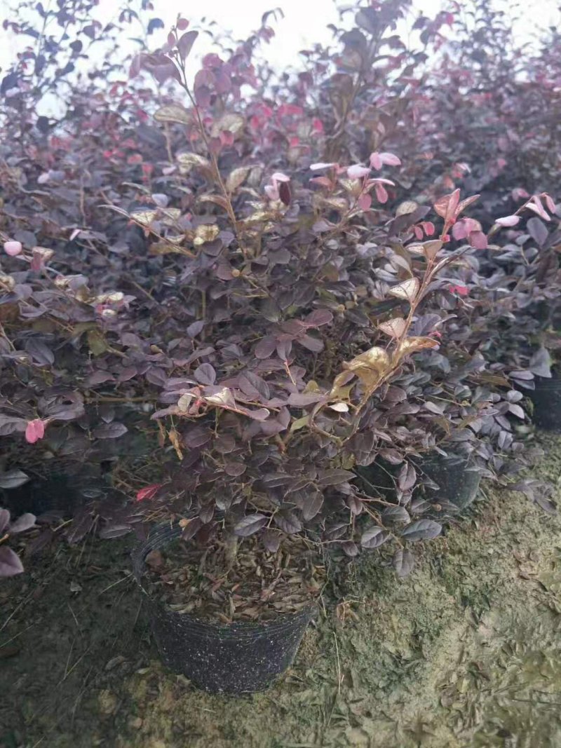 红花继木苗小杯苗大杯苗红花继木球基地直销