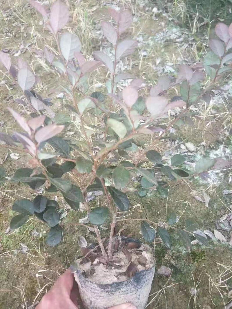 红花继木苗小杯苗大杯苗红花继木球基地直销