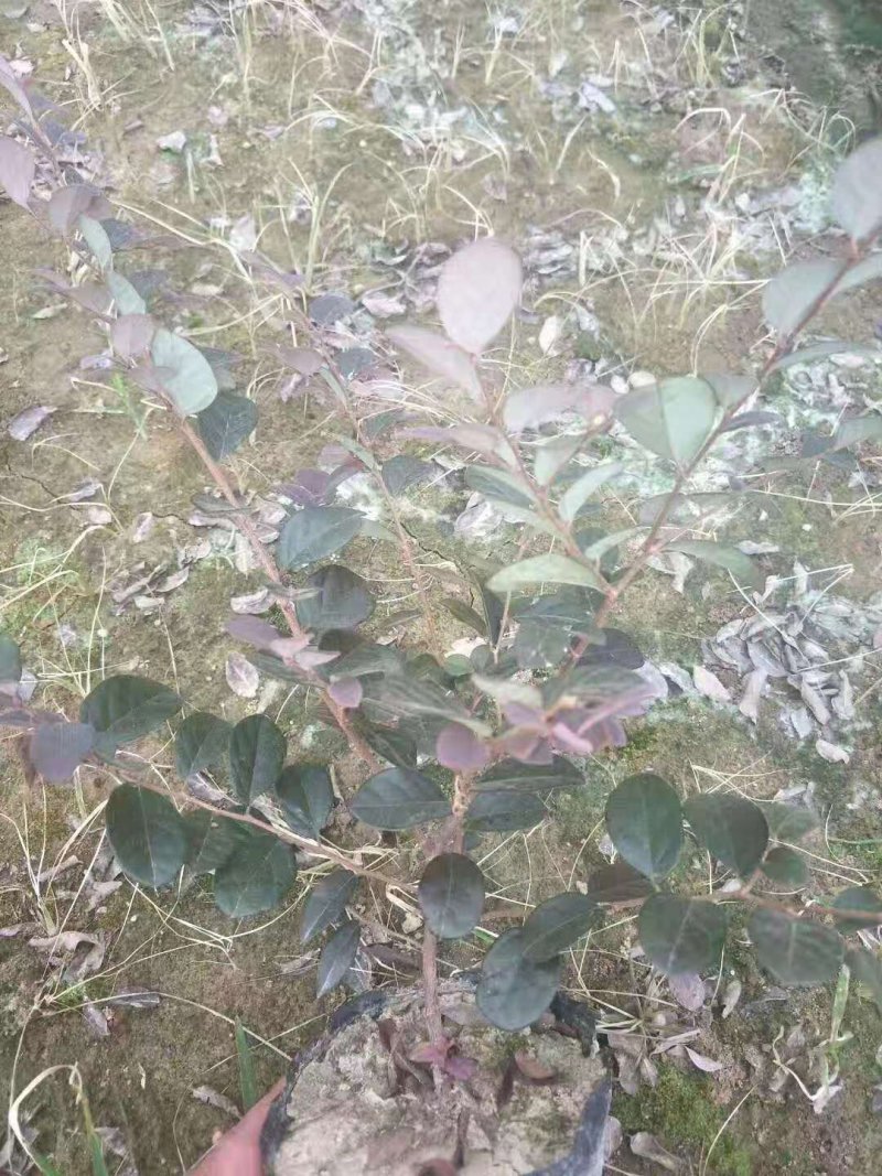 红花继木苗小杯苗大杯苗红花继木球基地直销