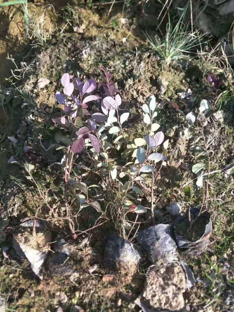 红花继木苗小杯苗大杯苗红花继木球基地直销