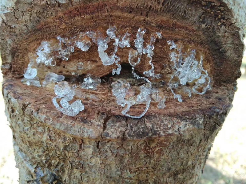 雪燕缅甸种植基地种植各种规格齐全拉丝雪燕批发