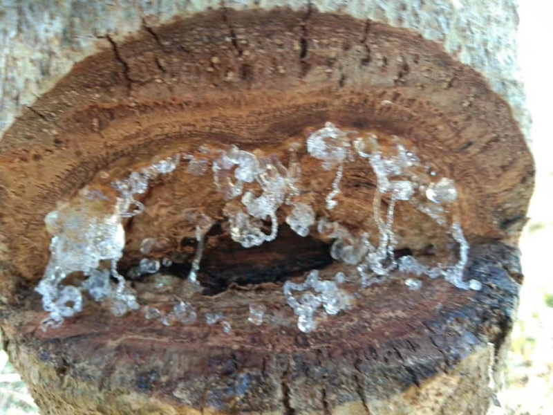 雪燕缅甸种植基地种植各种规格齐全拉丝雪燕批发