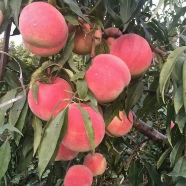 冬桃苗沂蒙霜红桃嫁接苗包邮包成活现挖现卖