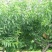 冬桃苗沂蒙霜红桃嫁接苗包邮包成活现挖现卖