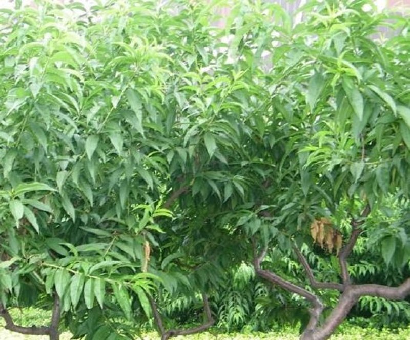 冬桃苗沂蒙霜红桃嫁接苗包邮包成活现挖现卖