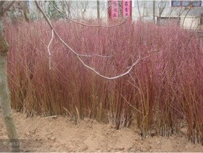 冬桃苗沂蒙霜红桃嫁接苗包邮包成活现挖现卖