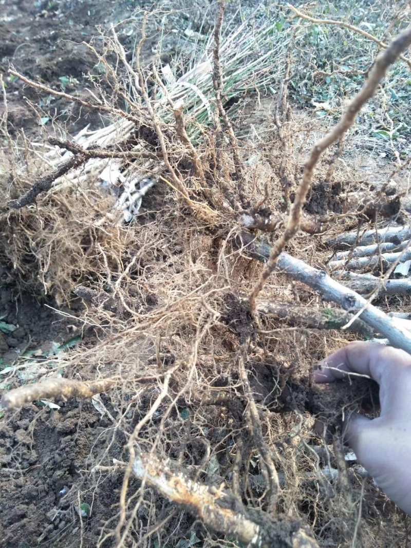 冬桃苗沂蒙霜红桃嫁接苗包邮包成活现挖现卖
