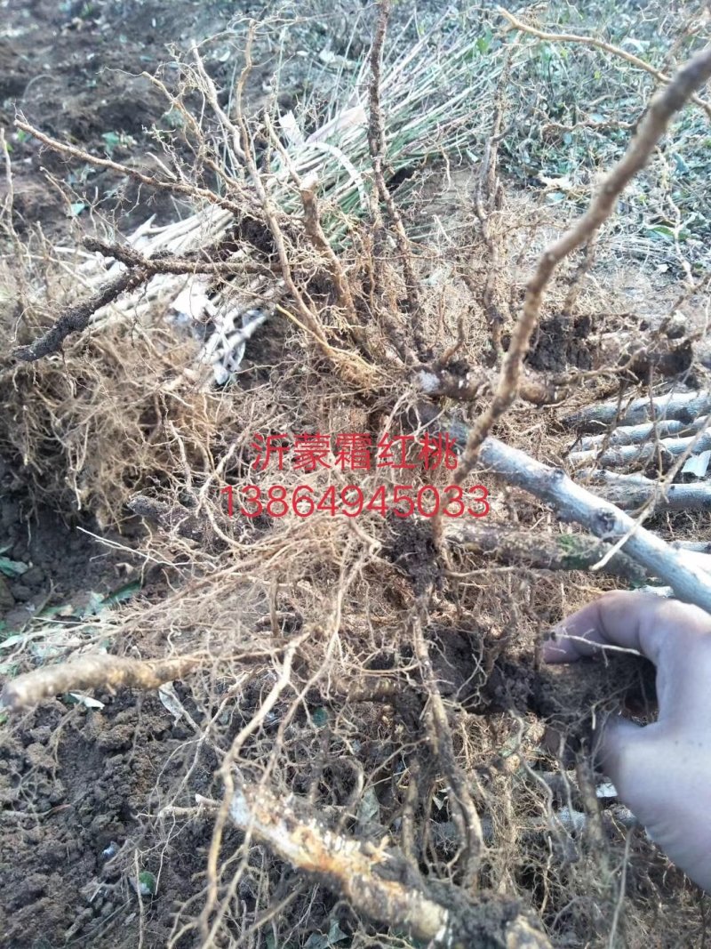 冬桃苗沂蒙霜红桃嫁接苗包邮包成活现挖现卖