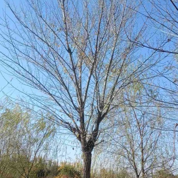 出售长枝榆，圆冠榆