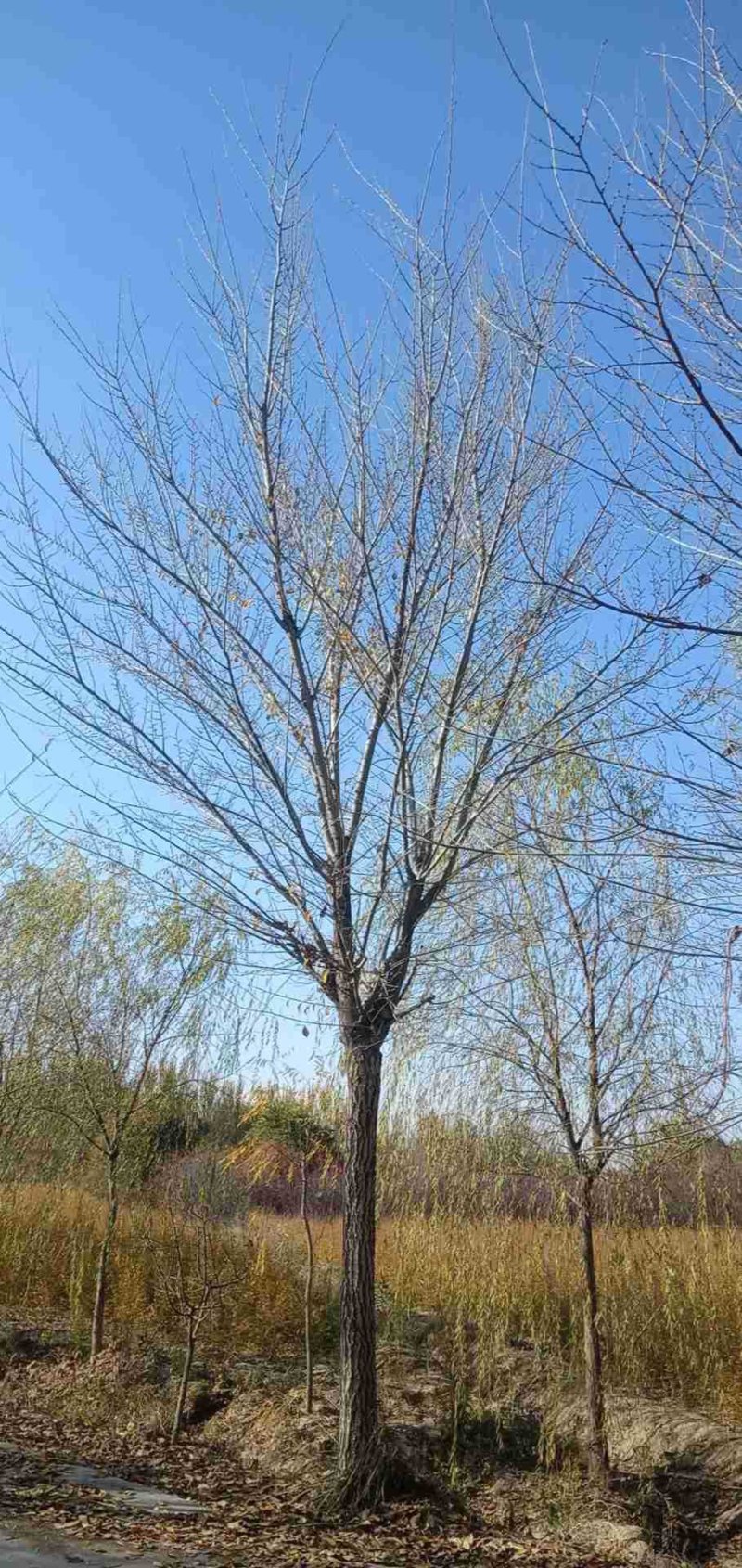 出售长枝榆，圆冠榆