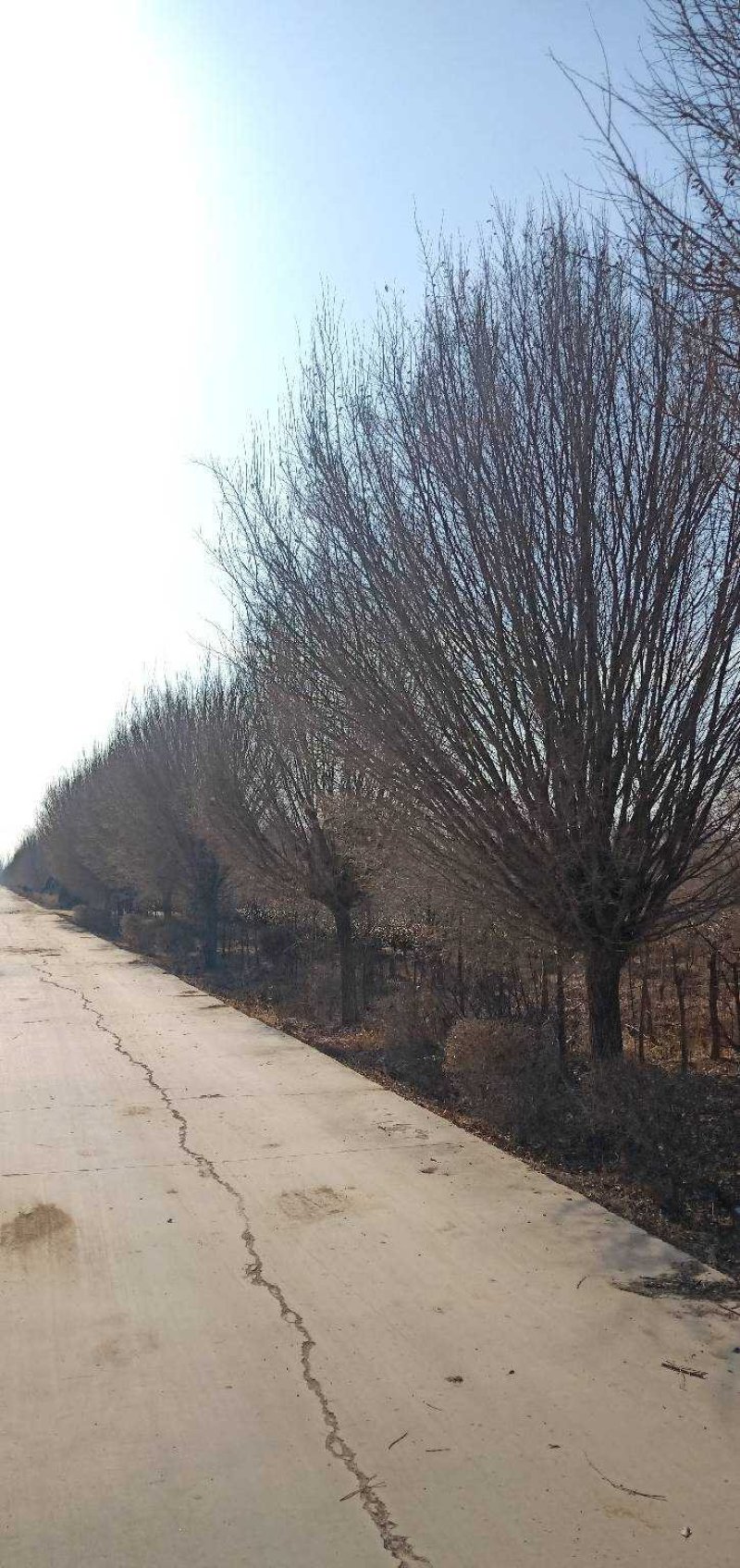 出售长枝榆，圆冠榆