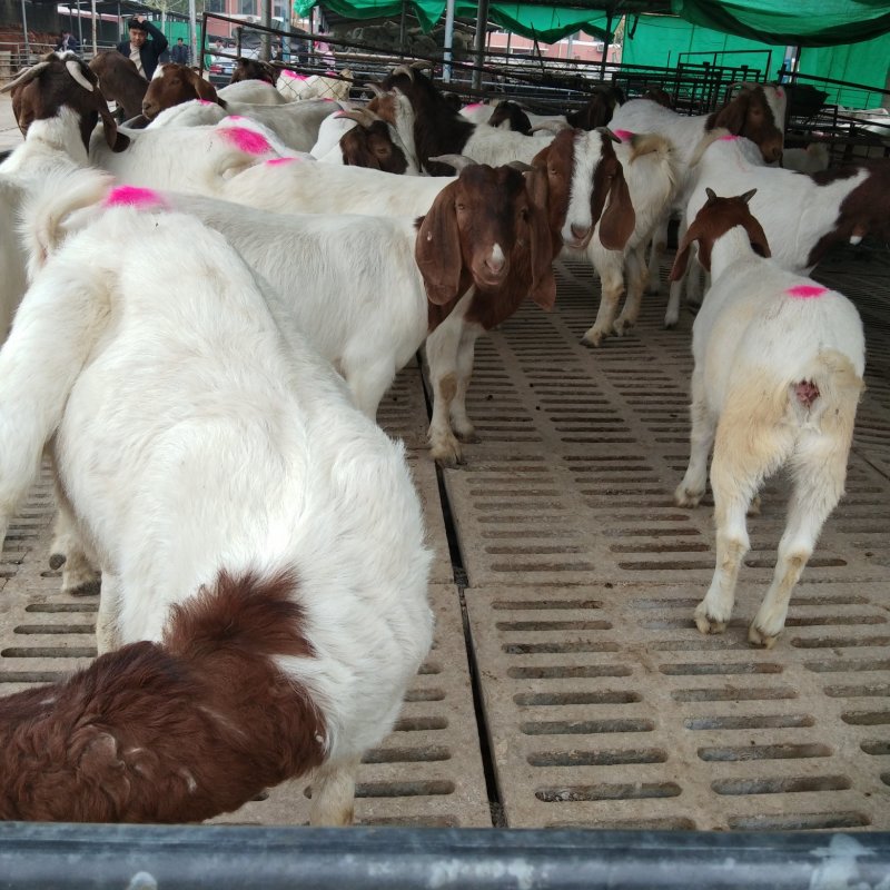 济宁长远养殖有限肉羊展示品种欢迎你们的到来