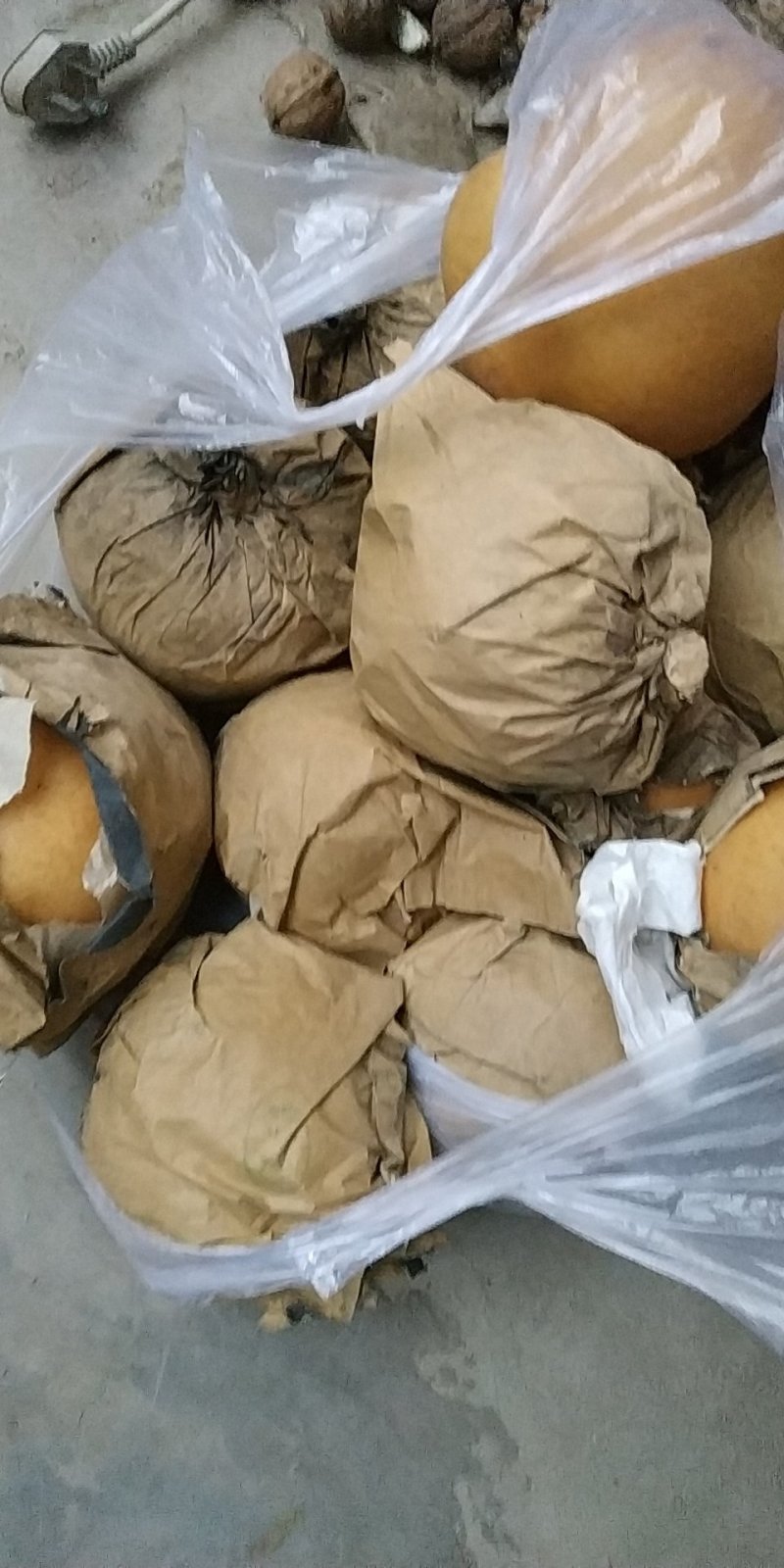 晚秋黄梨，秋月梨，50万斤供应馆陶县众康果品站