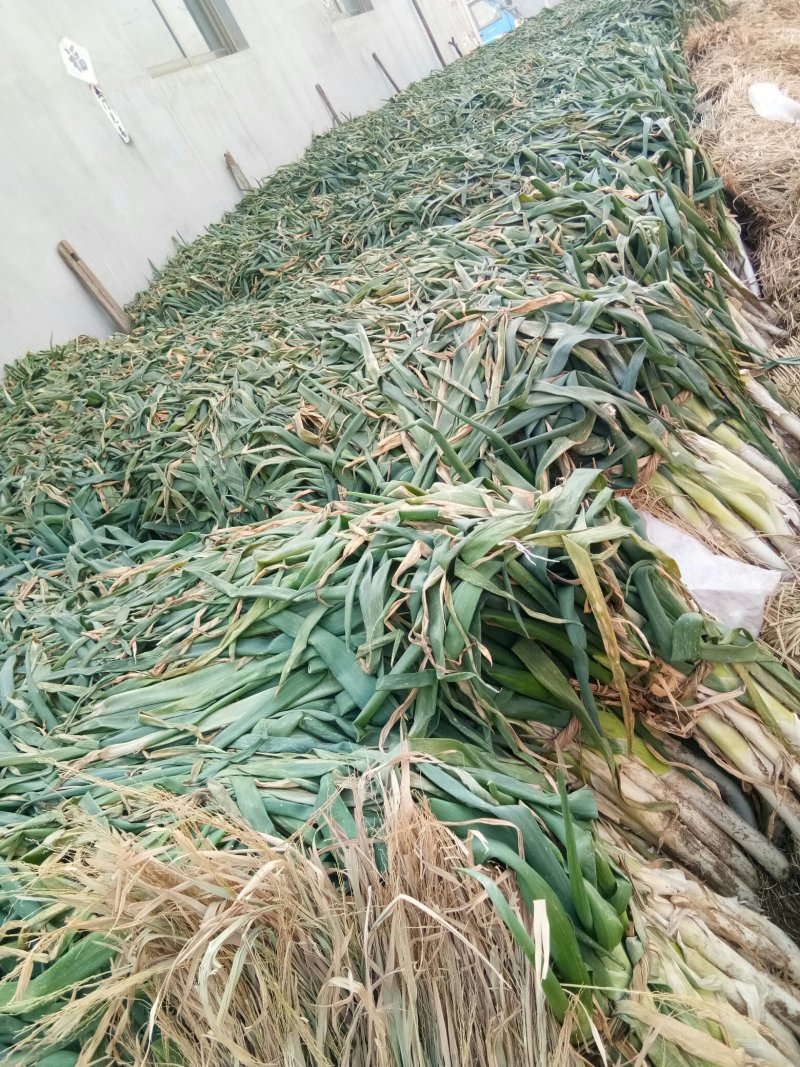 山东安丘长白大葱铁杆葱大量上市全国发货欢迎咨询