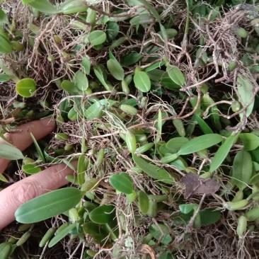 石橄榄