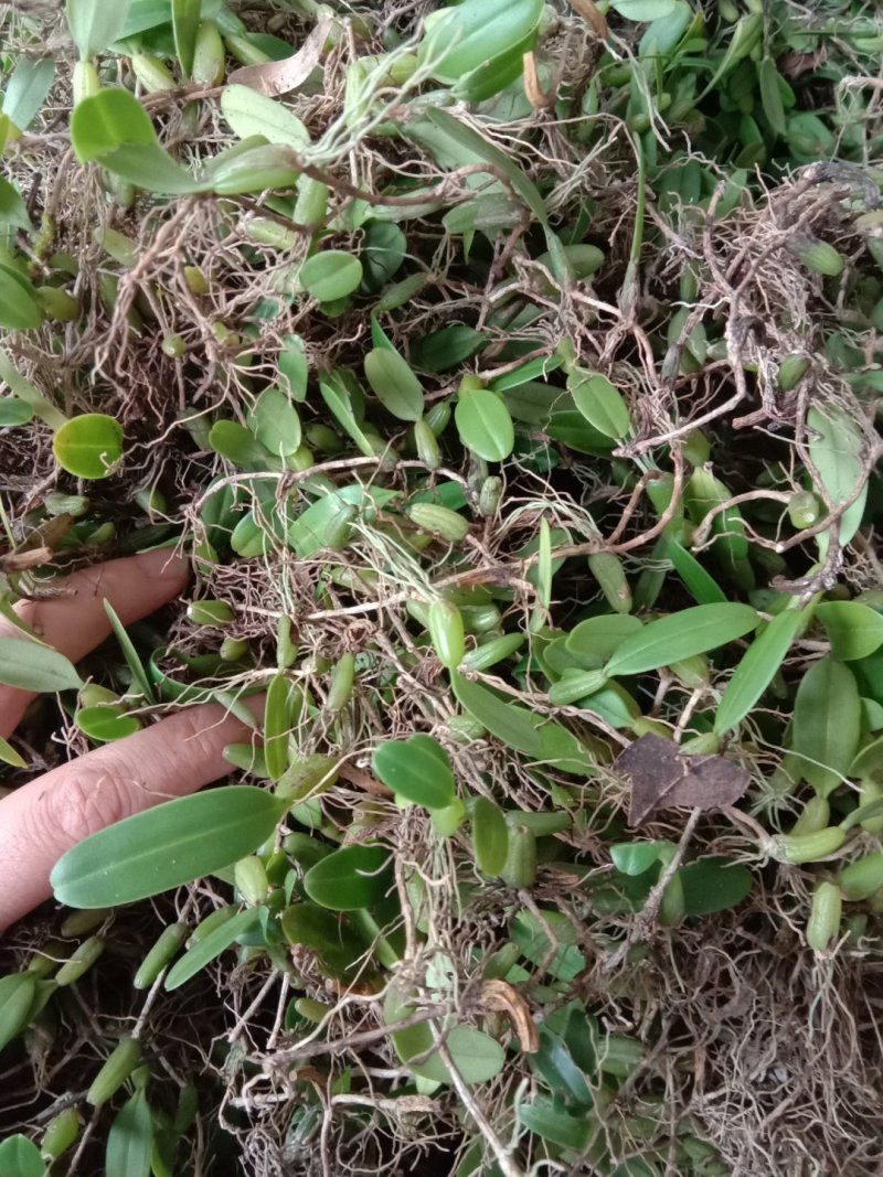 石橄榄