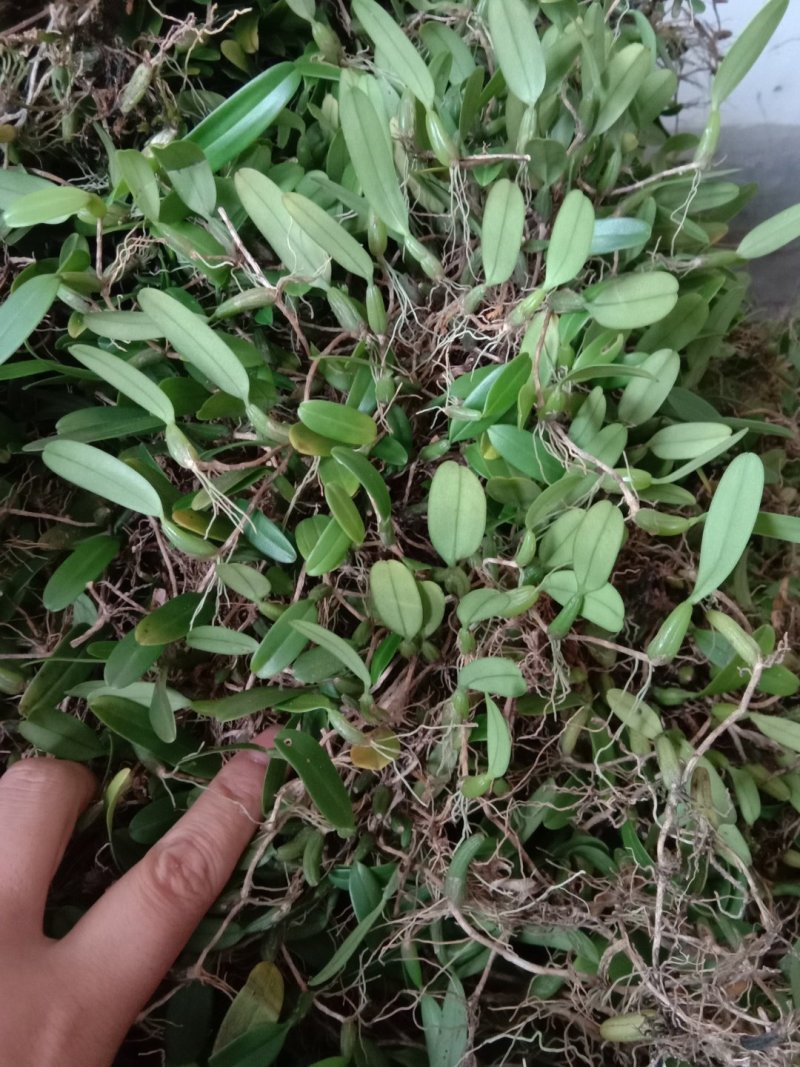 石橄榄