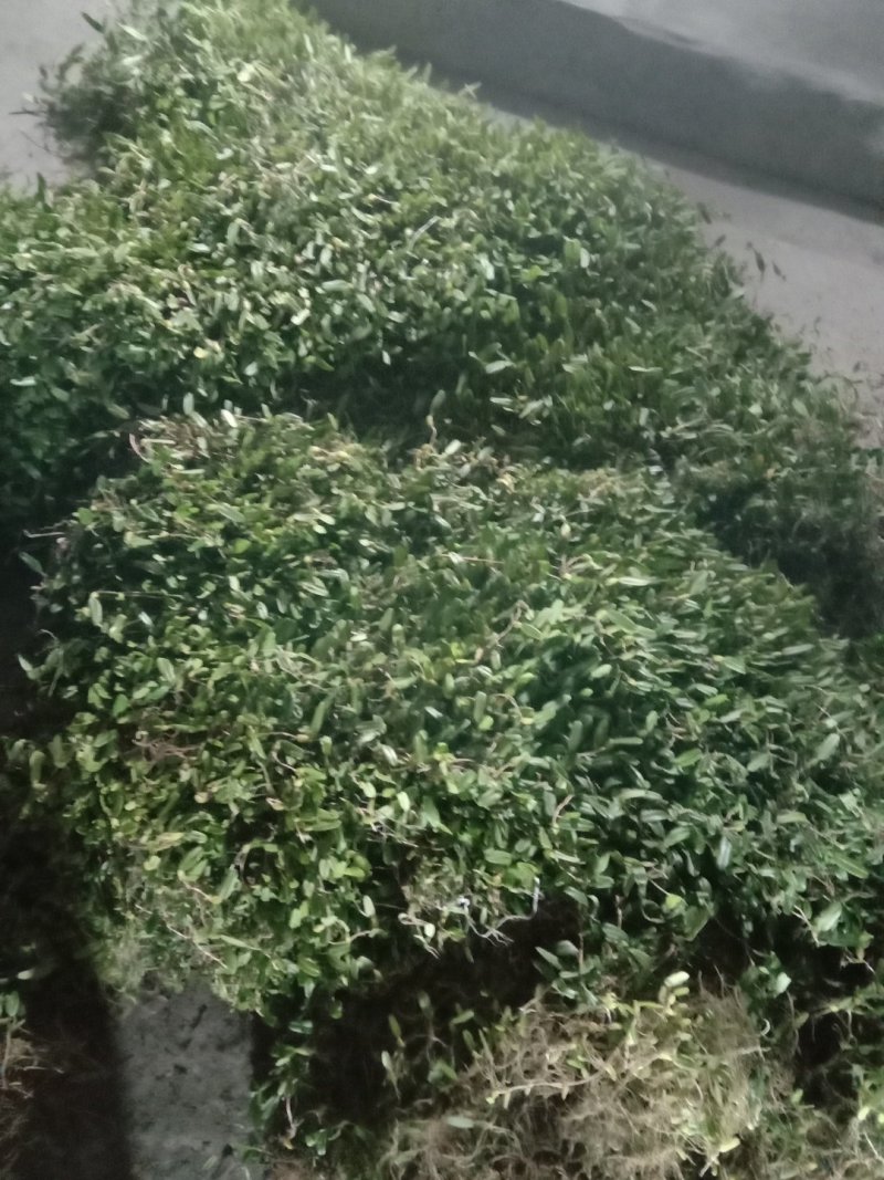 石橄榄