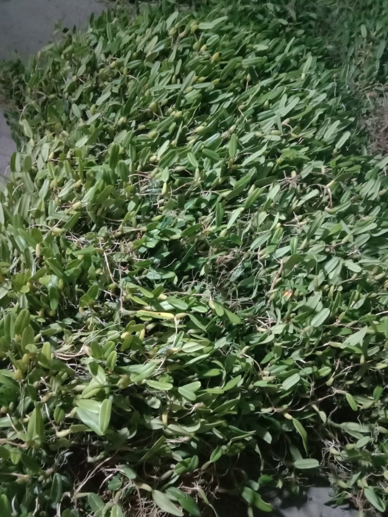 石橄榄