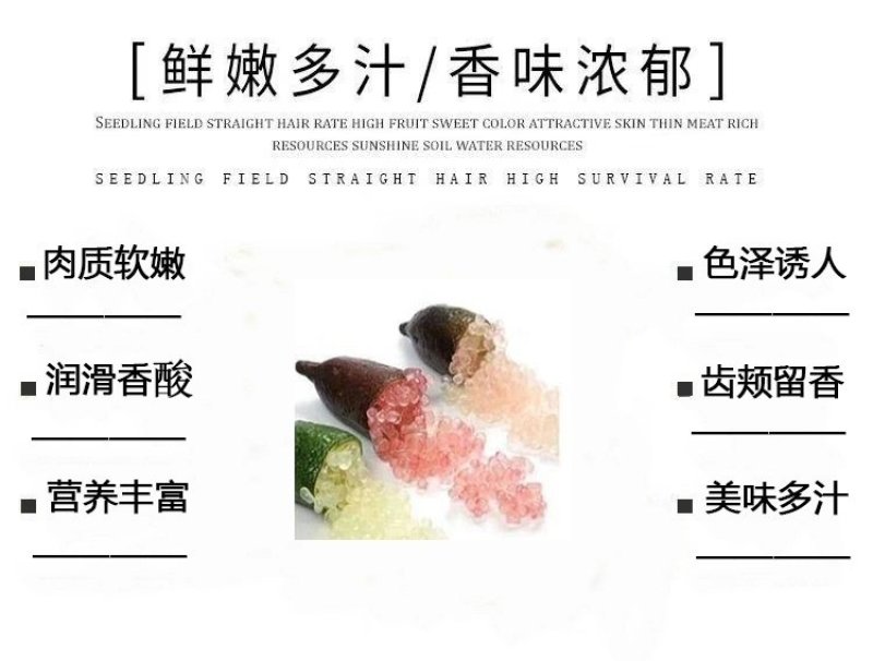 手指柠檬树苗澳洲指橙血盟柠檬鱼子酱苗