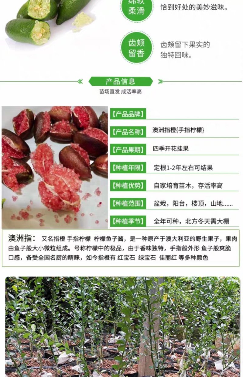 手指柠檬树苗澳洲指橙血盟柠檬鱼子酱苗