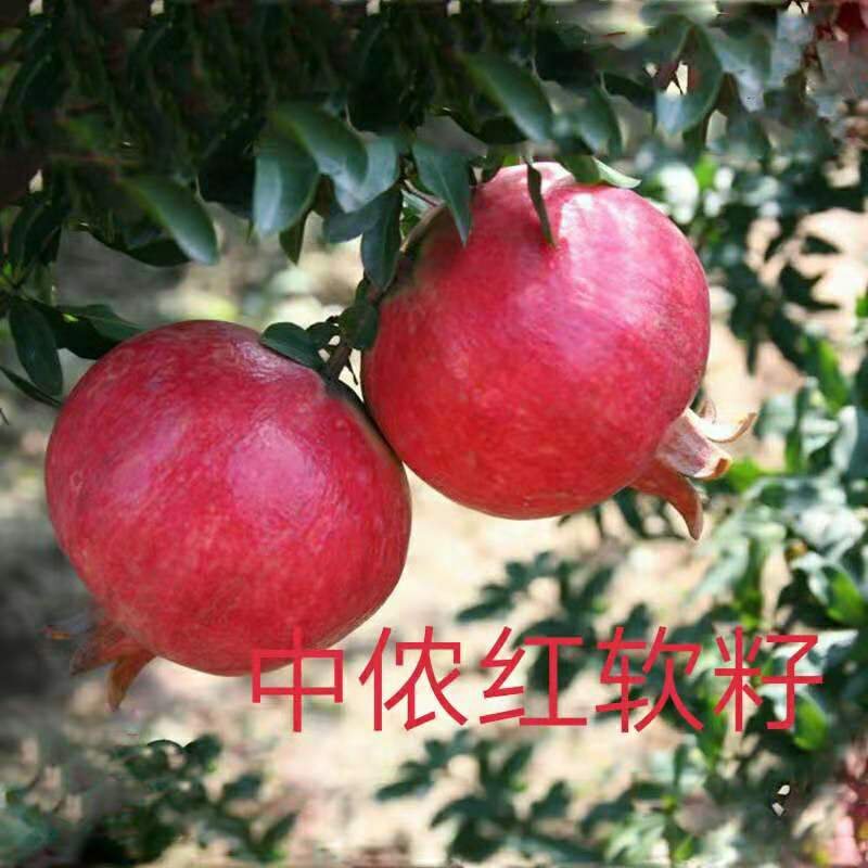 红皮黑籽石榴苗中侬红石榴苗突尼斯软籽石榴苗包品种
