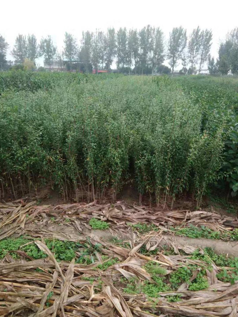 红皮黑籽石榴苗中侬红石榴苗突尼斯软籽石榴苗包品种