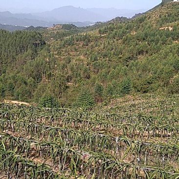千亩以上山地转包或合作经营
