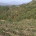千亩以上山地转包或合作经营