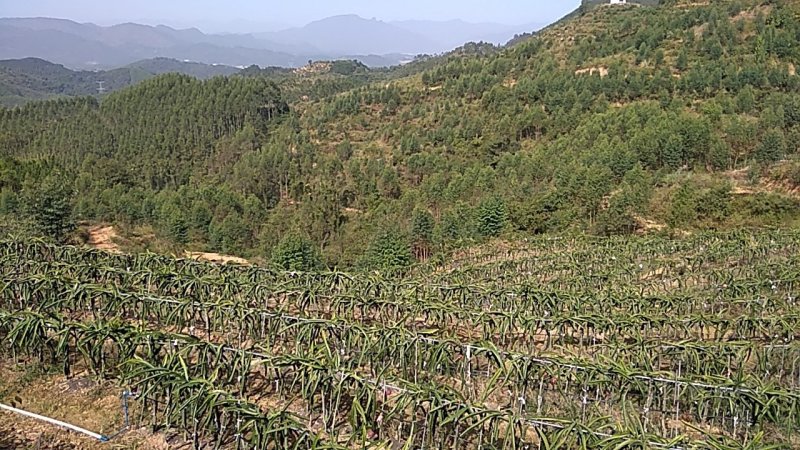 千亩以上山地转包或合作经营