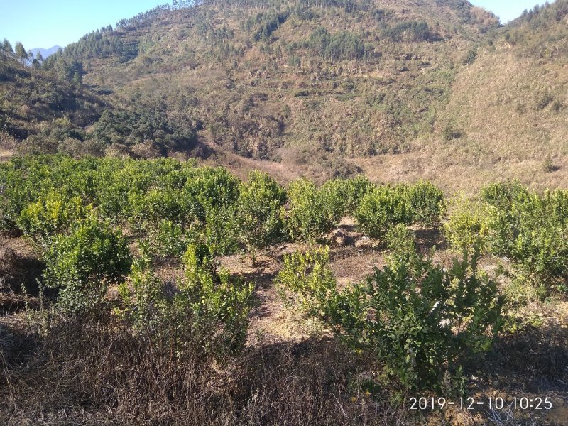 千亩以上山地转包或合作经营