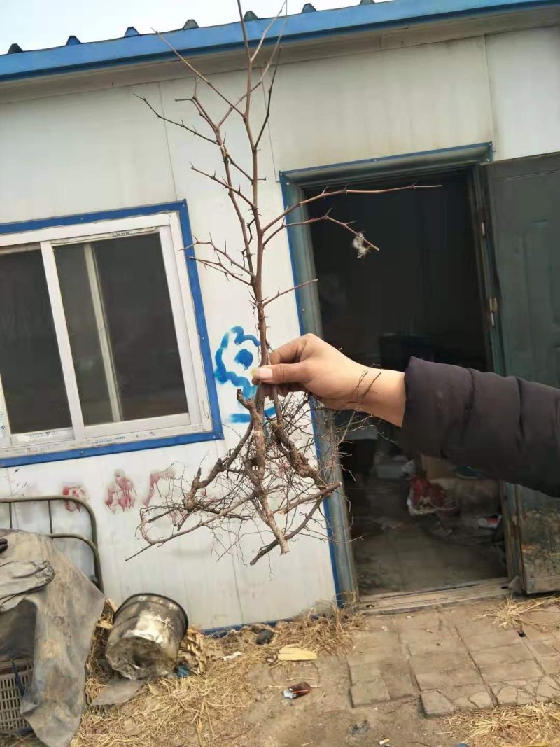 酸枣树苗枣树苗批发价格优质嫁接用酸枣苗出售