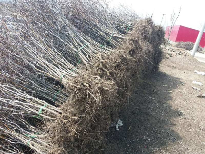 酸枣树苗枣树苗批发价格优质嫁接用酸枣苗出售
