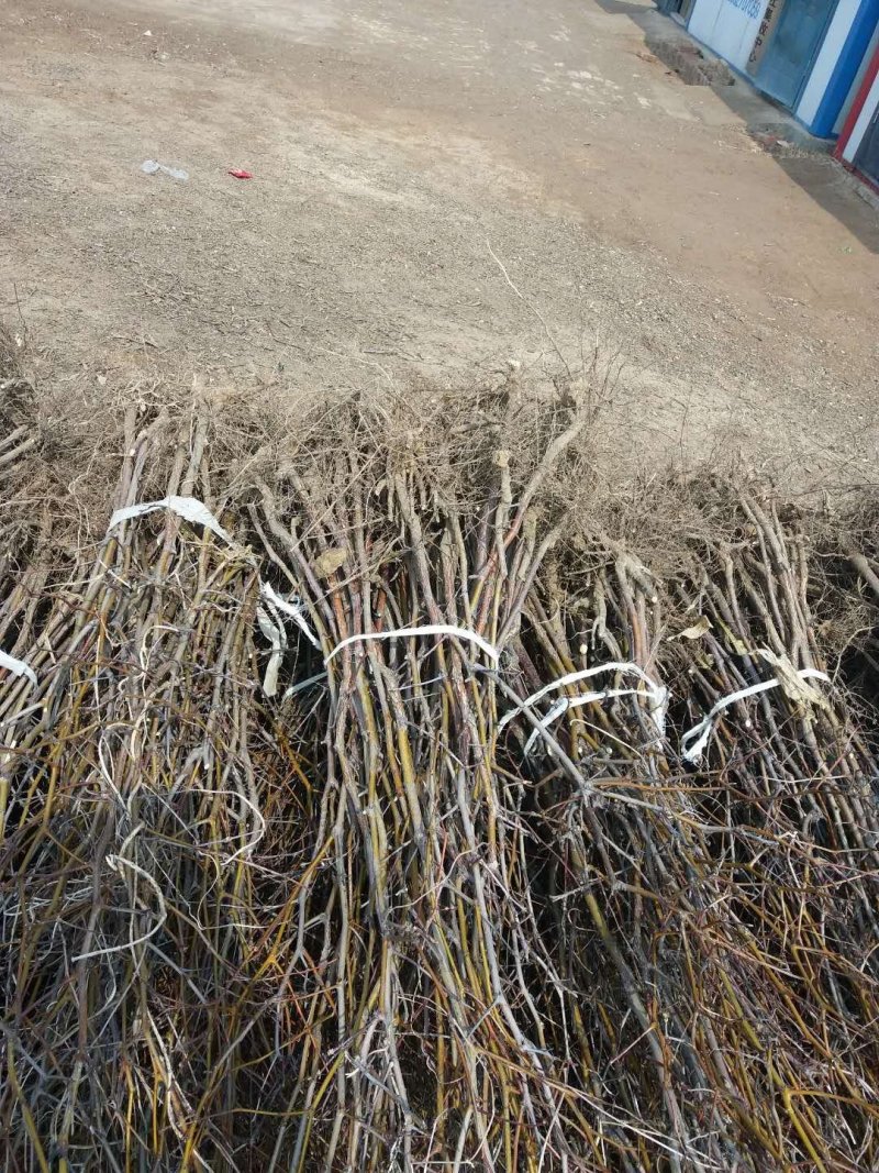 酸枣树苗枣树苗批发价格优质嫁接用酸枣苗出售