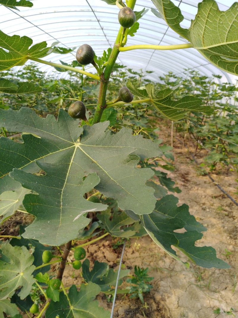 无花果苗2年生无花果树苗当年挂果果个大口感绵甜