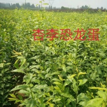 恐龙蛋李子树苗优质李子苗批发山东李子苗