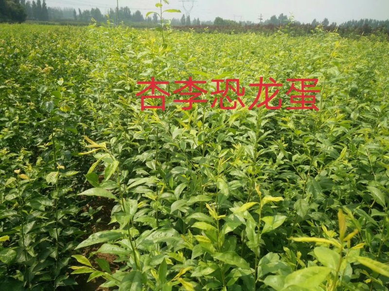 恐龙蛋李子树苗优质李子苗批发山东李子苗