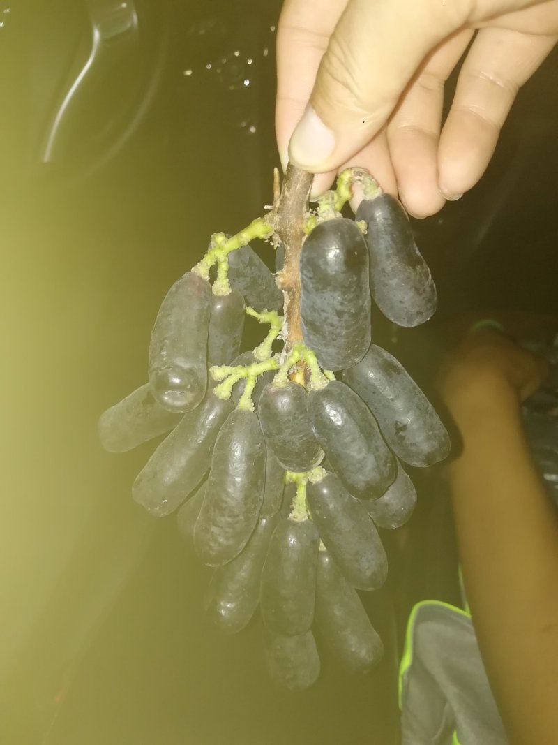 甜蜜蓝宝石葡萄苗海量供应包成活优质晚熟葡萄品种