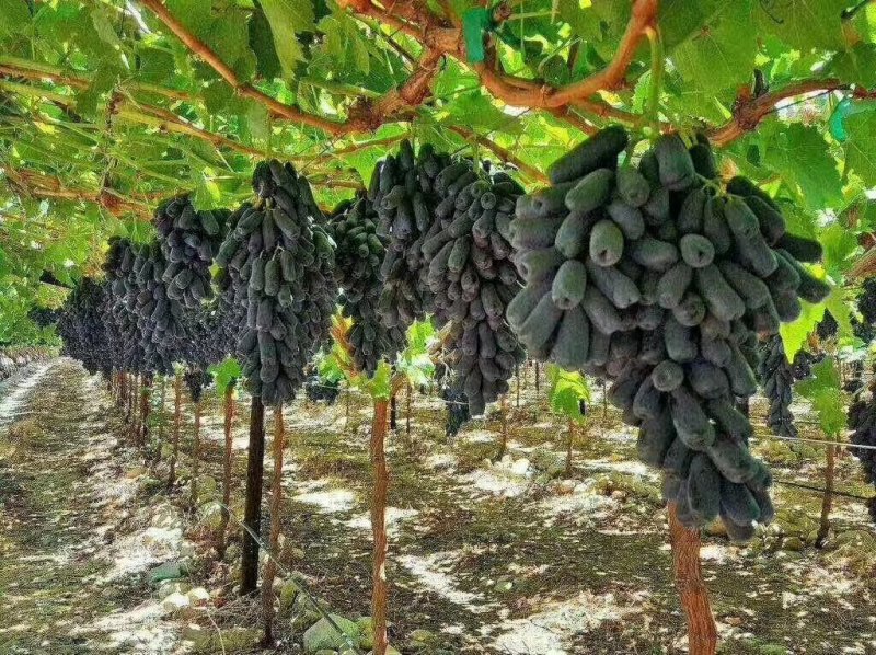 甜蜜蓝宝石葡萄苗海量供应包成活优质晚熟葡萄品种